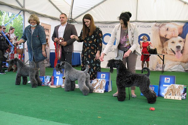 Расстановка на ЛПП.
ASTOLLF LITTLE BEAUTIFUL QUEEN -ЛВ, BISs-1.
ASTOLLF MARGO FONTEYN - CW, ЛС,BISs-2.
YUHU HOLIDAY DAY OT MARLEON DUSVIK - КЧК, ЛК, BISs-3.