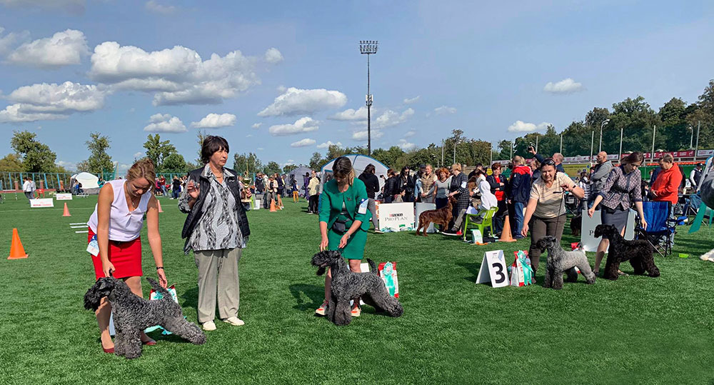 BISS: Volzhskiy Arkos Grand Prix (BOB, Best Veteran), Pride of Avalanche iz Goluboi Legendy (Best Male), Galatero Demetra (Best Female), Avalanche Eire-Kerry Kidrock (Best Junior)