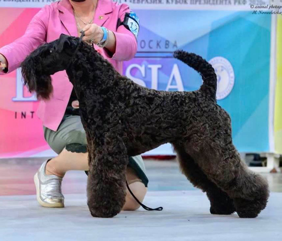 AVALANCHE EIRE-KERRY KIRA NASHA - Best Junior, Eurasian Junior Winner