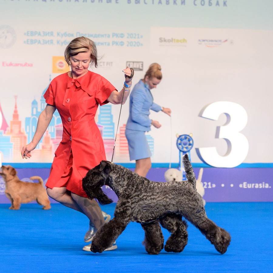ROLLICK'S ARC'TERYX FOR AVALANCHE - Best of Breed, Eurasian Winner