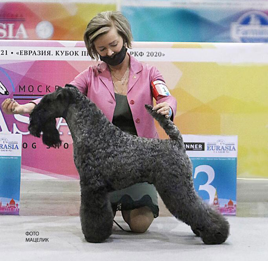 ROLLICK'S ACTERYX FOR AVALANCHE - BOS, Eurasian Winner