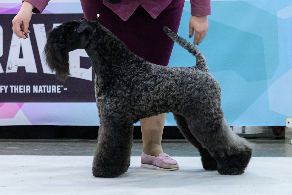 VOLZHSKIY ARKOS RENAISSANCE - Best of Breed, Eurasian Winner